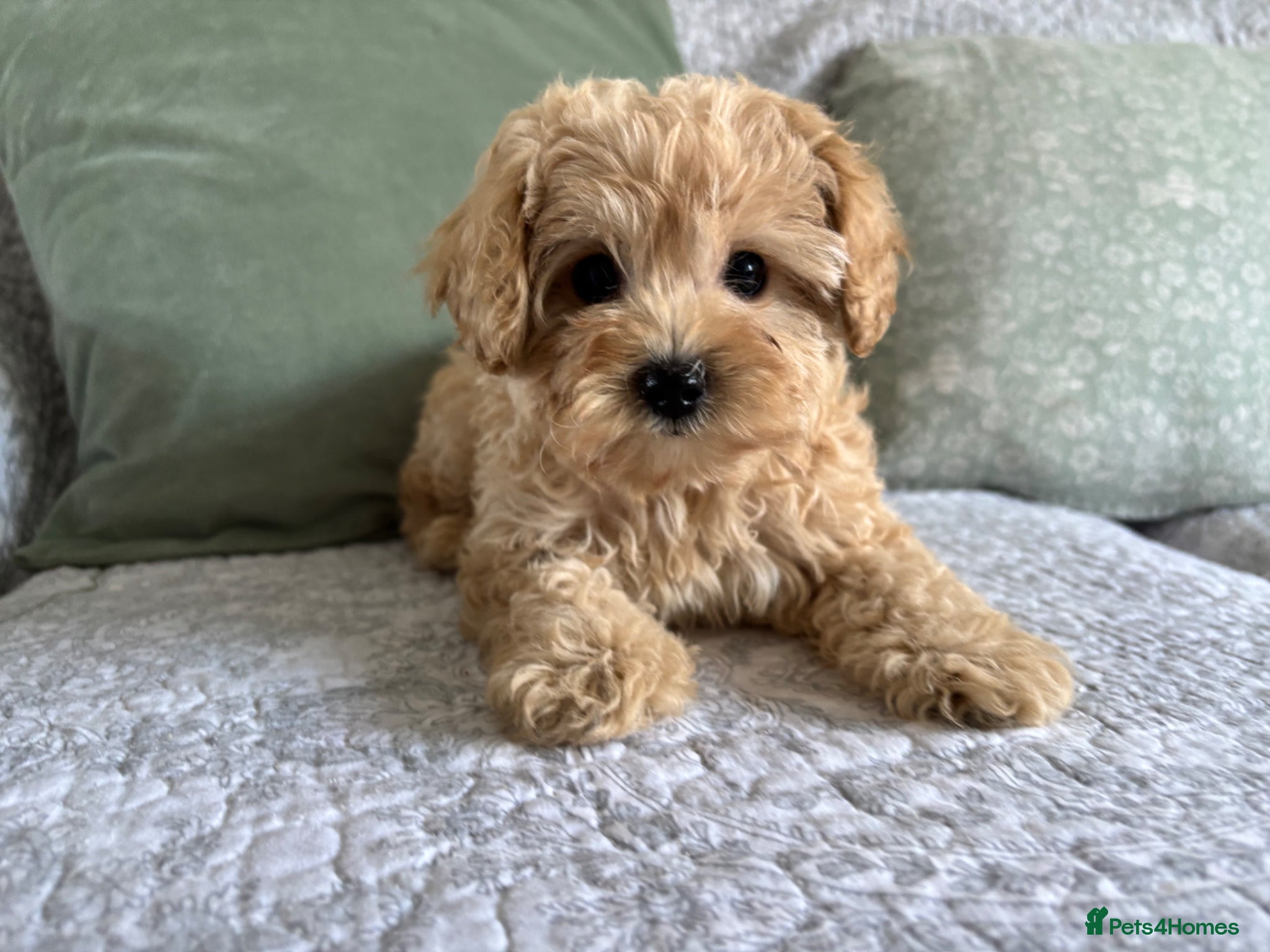 Cavapoo dogs 1 MALE LEFT Red F1b cavapoos health tested parents - Advert 11