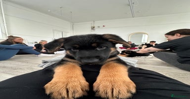 German Shepherd dogs - Advert 1