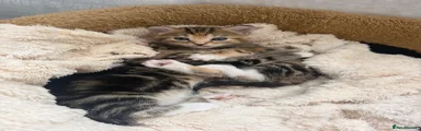 Domestic Shorthair 4