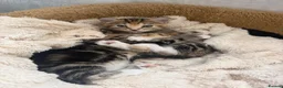 Domestic Shorthair cats for sale: Tabby kittens  - Advert 6
