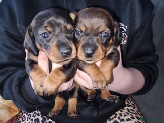 Miniature Dachshund dogs miniture dachshund - Advert 1