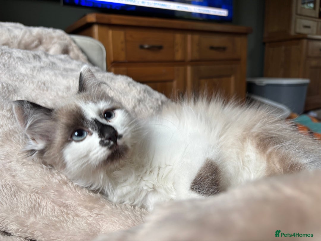 Siberian cats for sale: Estrella - purebred Siberian/ Neva Masquerade  - Image 4