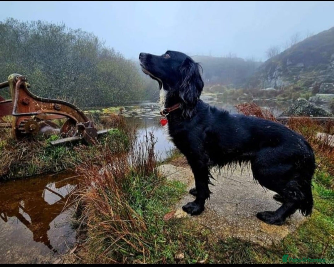 Cocker Spaniel dogs for sale: Working cocker spaniel pups - Image 25