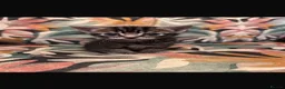 British Longhair cats for sale: The most beautiful kittens  - Advert 7