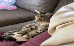Domestic Shorthair cats for sale: Female Tabby and orange Kitten - Image 3