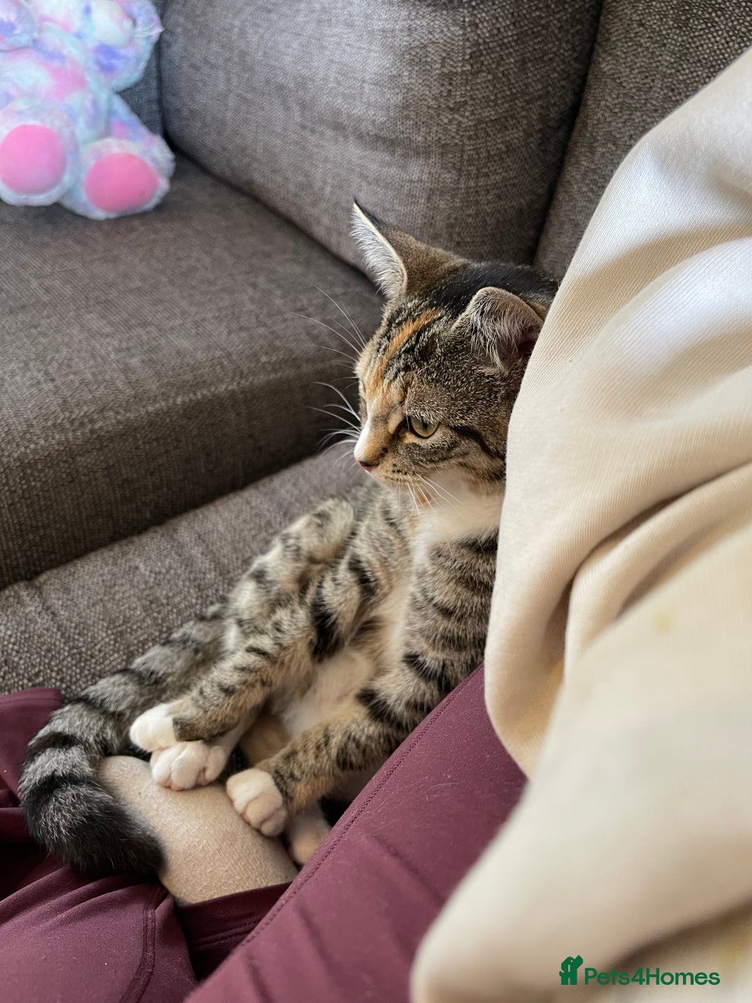 Domestic Shorthair cats for sale: Female Tabby and orange Kitten - Image 3