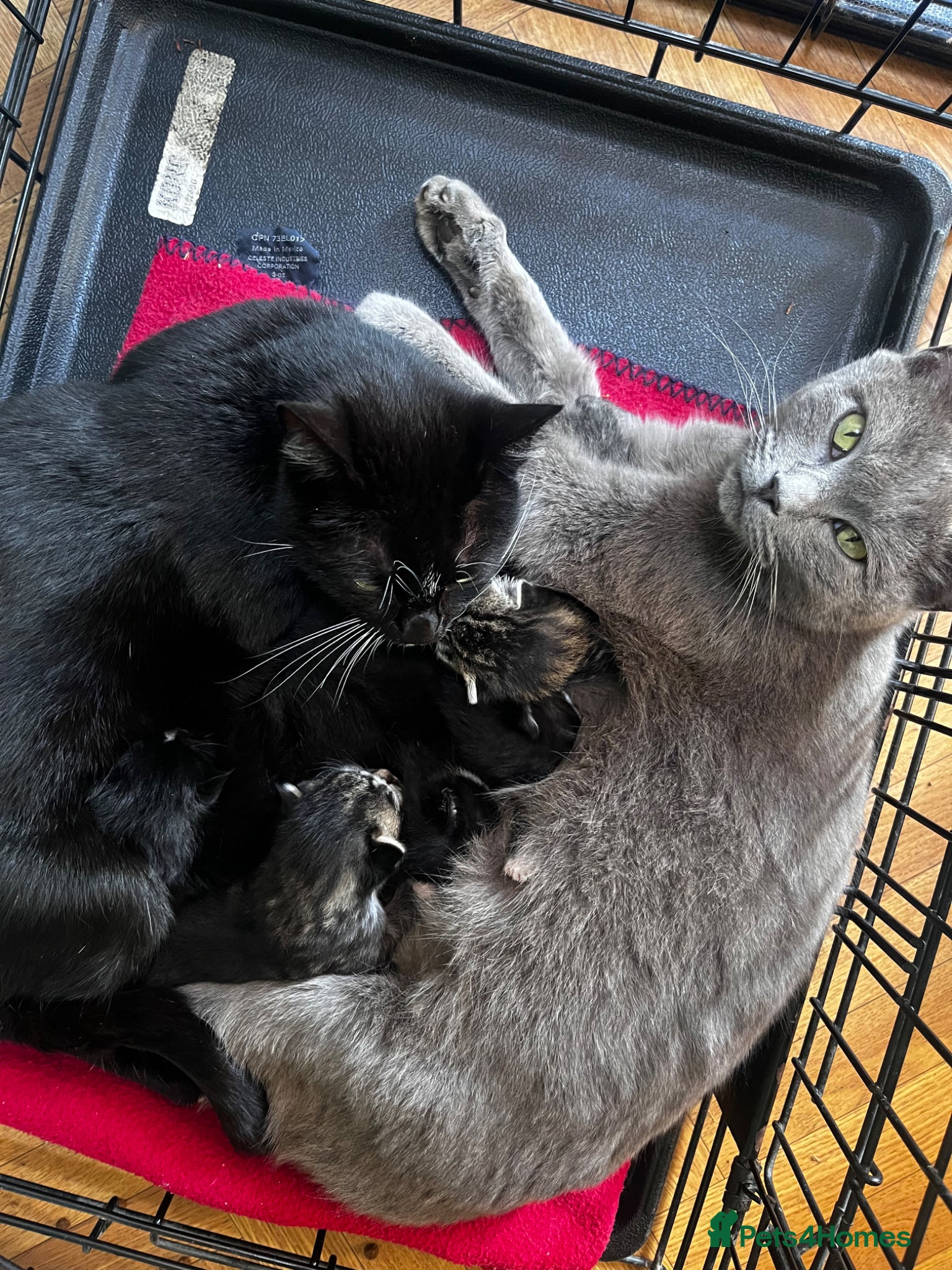 Mixed Breed cats Female Tabby/brit blue kittens  - Advert 3