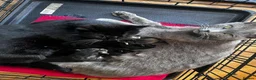 Mixed Breed cats for sale: Female Tabby/brit blue kittens  - Advert 2