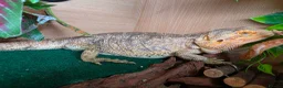 Bearded Dragon reptiles for sale: 3x Bearded dragons free to a good home  in Ludlow - Advert 2