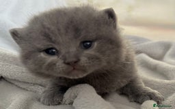 British Shorthair cats for sale: ✨British Shorthair GCCF 5 generation Pedigree✨ - Advert 24