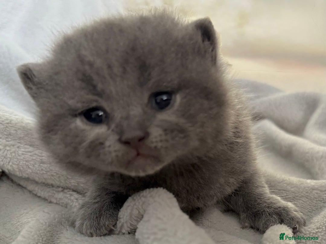 British Shorthair cats for sale: ✨British Shorthair GCCF 5 generation Pedigree✨ - Advert 24