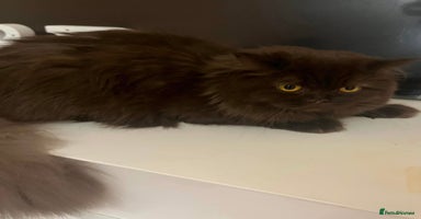 British Shorthair cats - Advert 8