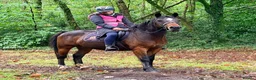 Mixed Breed livestock for sale: Stunning 13.2 all rounder Irish gelding  in Swansea - Advert 2