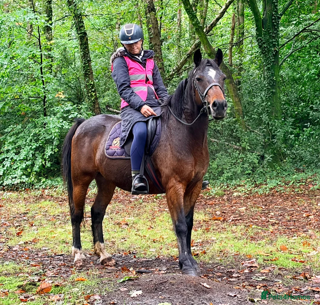 Mixed Breed livestock for sale: Stunning 13.2 all rounder Irish gelding  in Swansea - Advert 2