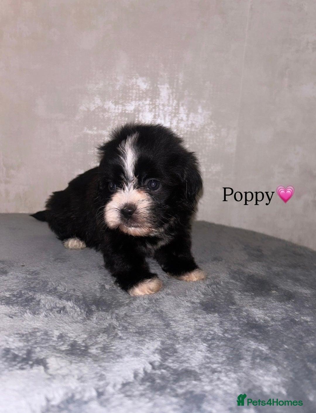 Shihpoo dogs for sale: Gorgeous Shihpoos for sale  - Advert 6