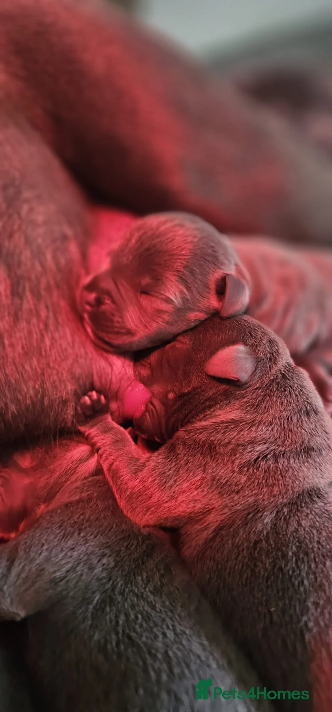 Staffordshire Bull Terrier dogs for stud: Stud  in Godalming - Advert 3