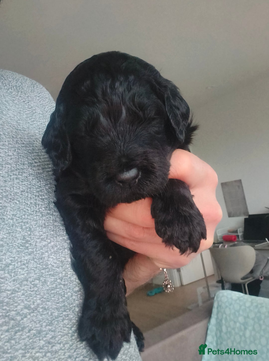 Labradoodle dogs for sale: Australian Labradoodle Puppies - Advert 17