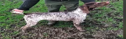 German Shorthaired Pointer dogs for sale: German shorthaired puppies in Kilmarnock - Advert 15
