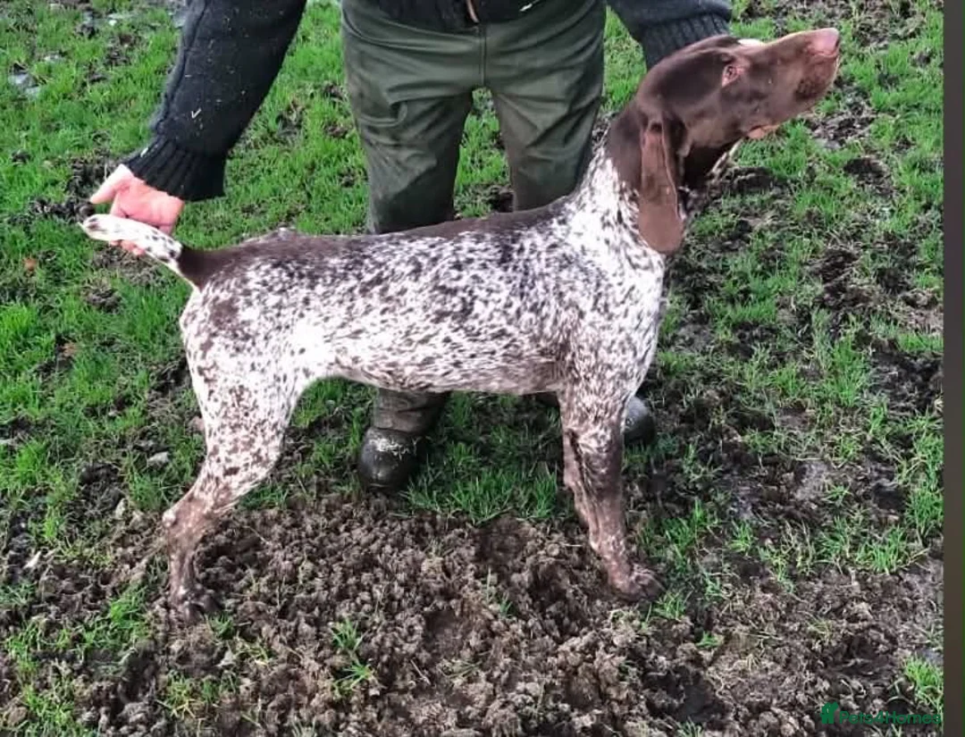 German Shorthaired Pointer dogs for sale: German shorthaired puppies in Kilmarnock - Advert 15