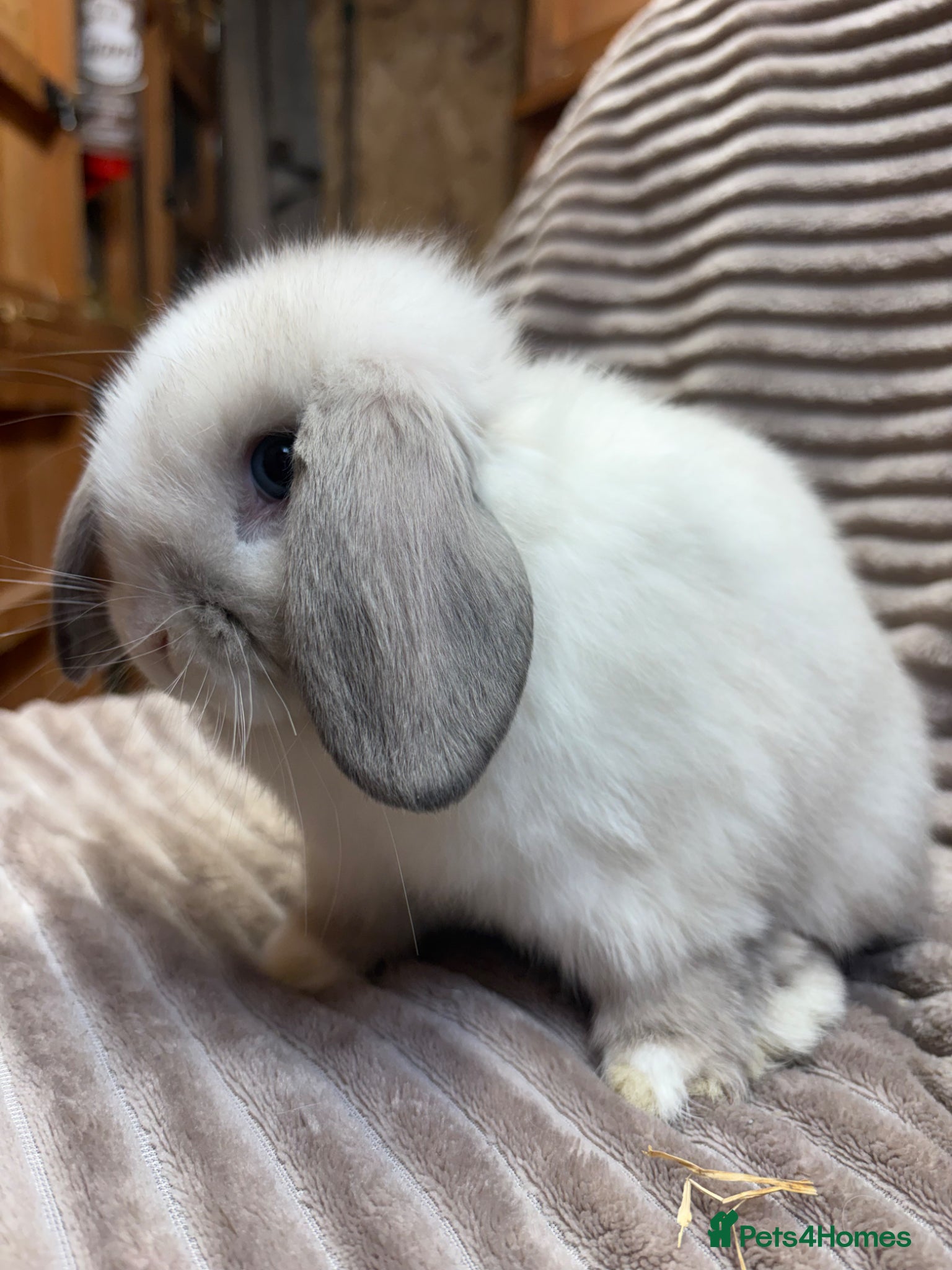 Dwarf Lop rabbits Pure bred dwarf lops *VACCINATED*  - Advert 1