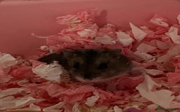 Hamster rodents for sale: 2 Roborovski Hamsters 1 Dwarf  - Image 2