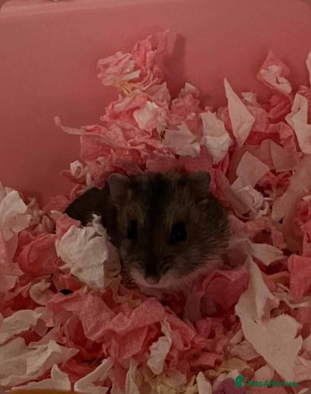 Hamster rodents for sale: 2 Roborovski Hamsters 1 Dwarf  - Image 2