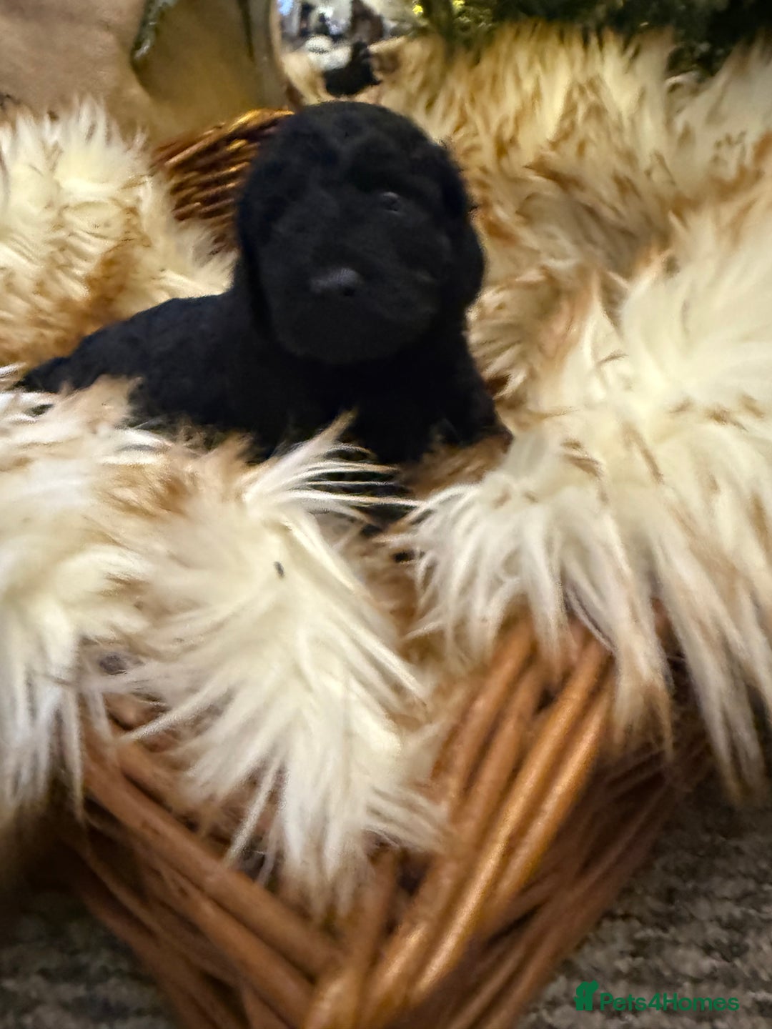 Cockapoo dogs for sale: Cockapoo puppies - Advert 18