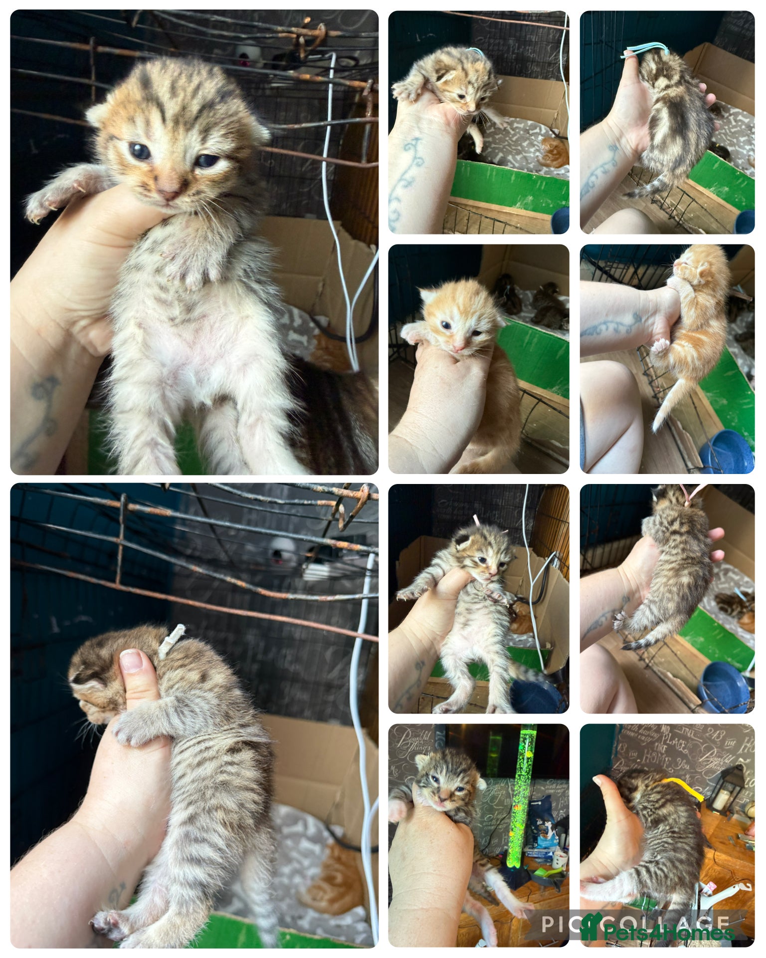 Norwegian Forest Cat cats Norwegian cross with stunning silver undercoat - Advert 1