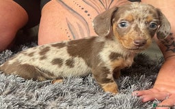 Dachshund dogs for sale: Miniature dachshund  - Image 18