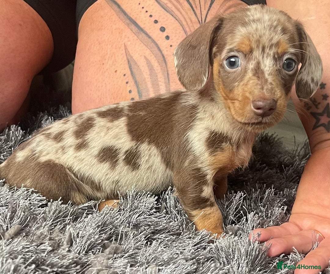 Dachshund dogs for sale: Miniature dachshund  - Image 18