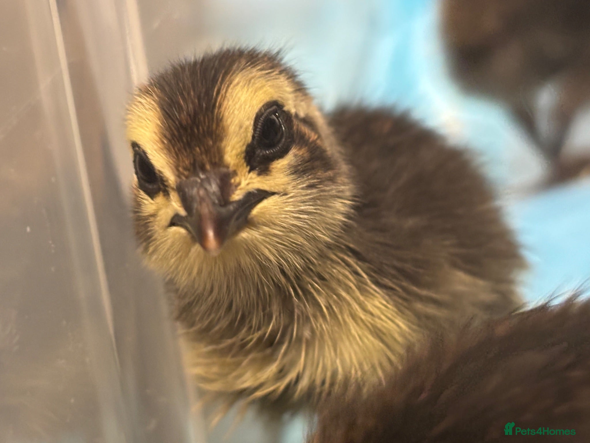 Quail poultry Coturnix quail chicks  - Advert 1