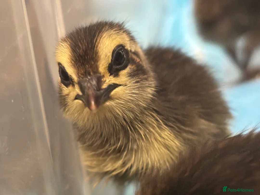 Quail poultry for sale: Coturnix quail chicks  - Advert 1