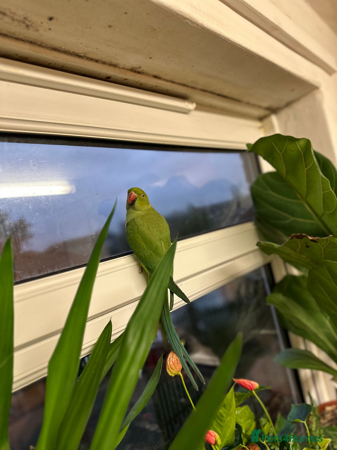 Ringnecks birds for sale: Green lovley parrot  - Image 1