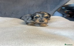 Miniature Dachshund dogs for sale: My last little man longhaired miniature dachshund in Houghton le Spring - Image 9