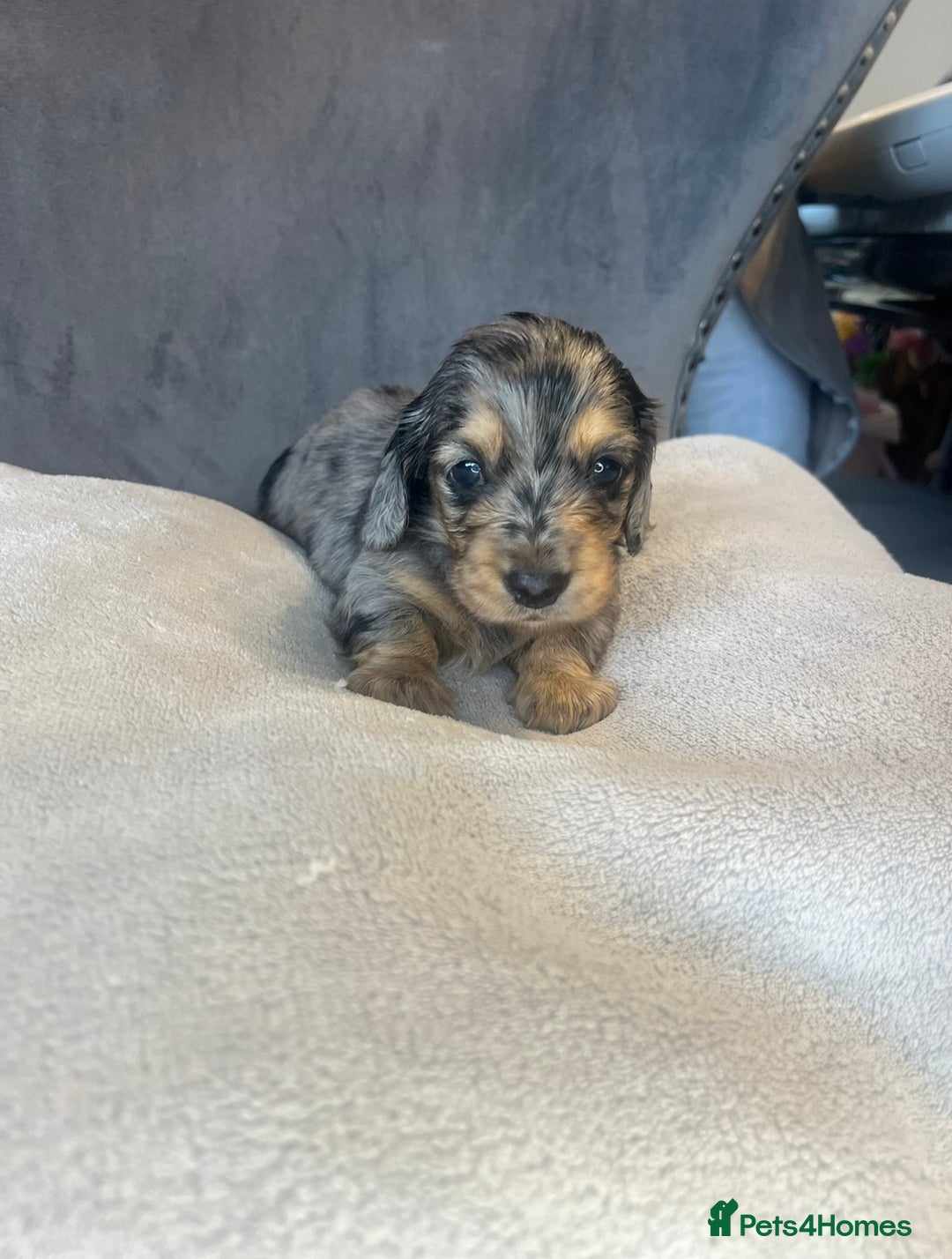 Miniature Dachshund dogs for sale: My last little man longhaired miniature dachshund in Houghton le Spring - Image 9