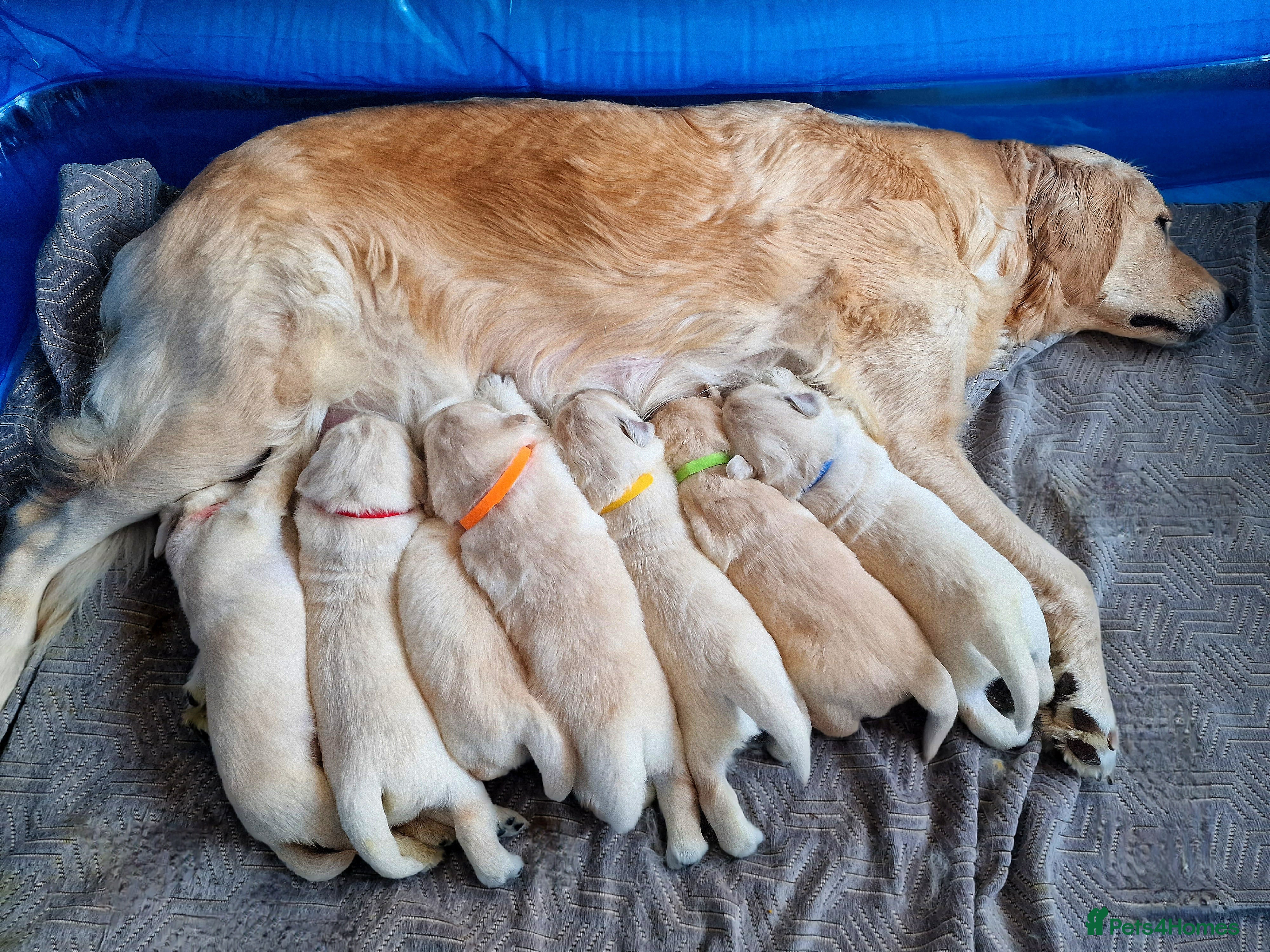 Golden Retriever dogs KC Registered Golden Retriever Puppies - Advert 5