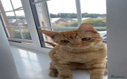 Domestic Shorthair cats for sale: 19 week old kitten looking for forever home  - Image 4