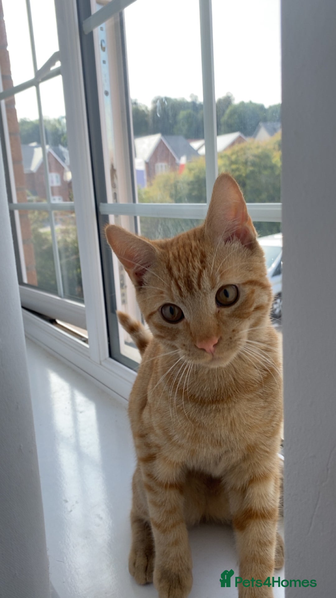 Domestic Shorthair cats for sale: 19 week old kitten looking for forever home  - Image 4