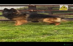 German Shepherd dogs for sale: German shepherd puppies for sale  - Image 2