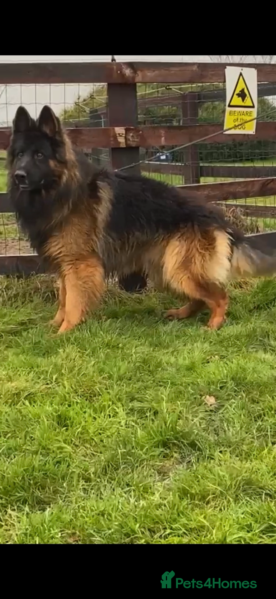 German Shepherd dogs for sale: German shepherd puppies for sale  - Image 2