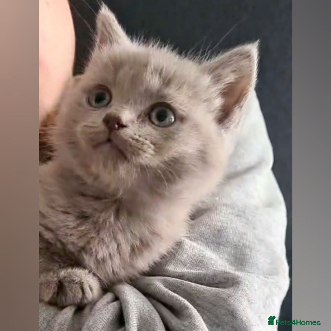 Scottish Fold cats  🐱🐾 3 BEAUTIFUL LILAC KITTENS 🐾 🐱 - Advert 1