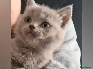 Scottish Fold cats 🐱🐾 3 BEAUTIFUL LILAC KITTENS 🐾 🐱 - Advert 1