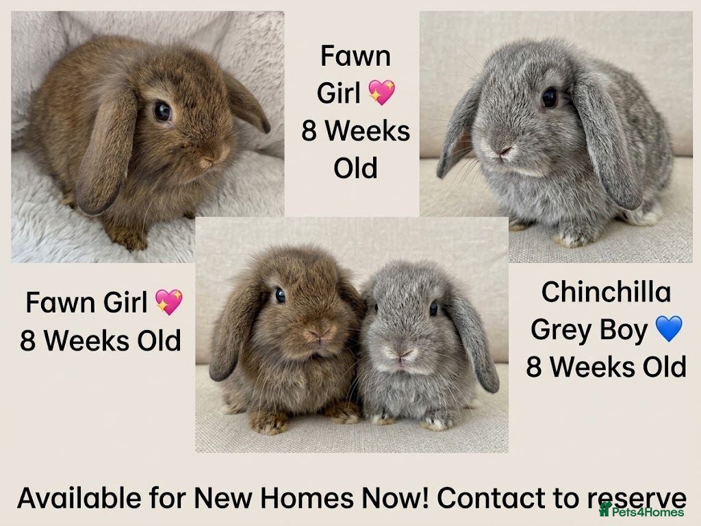 Mini Lop rabbits Last 2 Ready Now  💙💖 - Advert 1