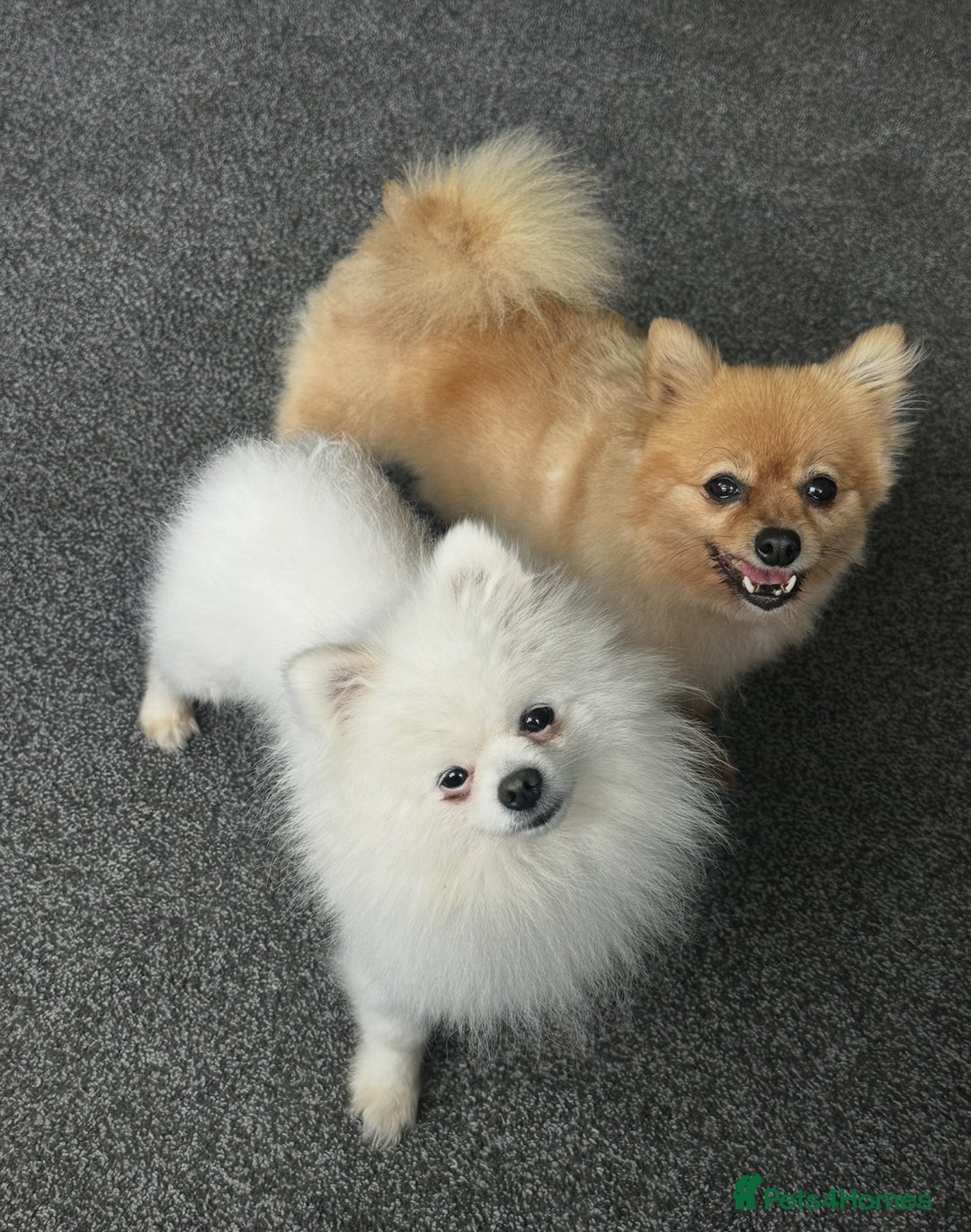 Pomeranian dogs for sale: Pomaranian puppies - Image 2