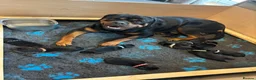 Rottweiler dogs for sale: ELITE KC REGISTERED GERMAN ROTTWEILER PUPPIES  - Advert 3