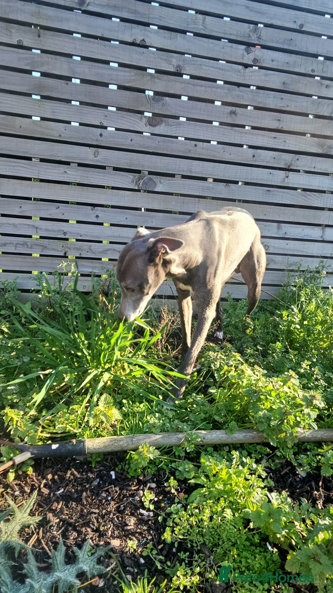 Whippet dogs for stud: Stud ..my boy socks - Advert 8