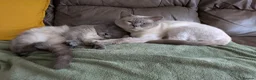 Ragdoll cats for sale: Bert & Ernie, looking for their furr-ever home in Gloucester - Advert 6