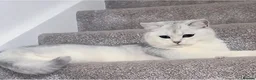 British Shorthair cats for sale: Scottish straight mum and kitten to go together  - Advert 4