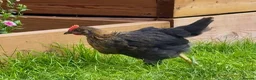 Chickens poultry for sale: 1 rare vorwerk 2 Sweedishflower, lace Wyandotte  in Telford - Advert 4