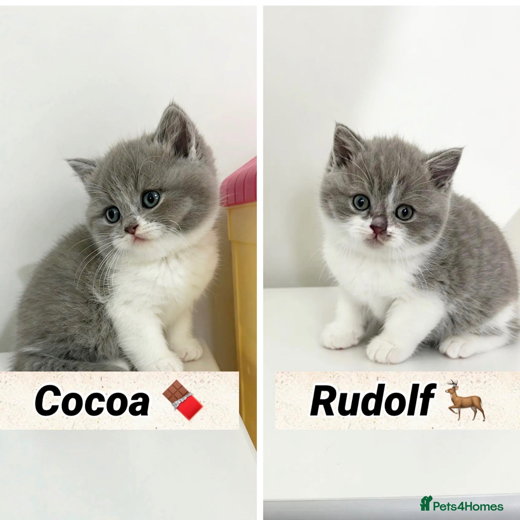 British Shorthair cats for sale: British shorthair kittens  - Advert 1